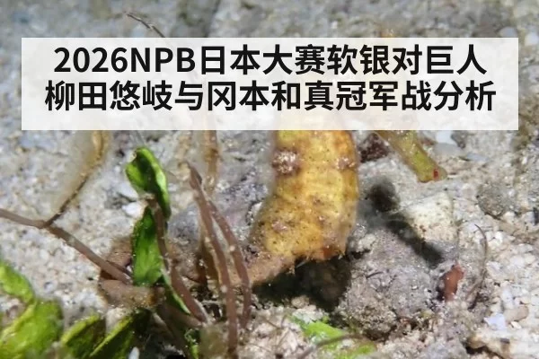 2026NPB日本大赛软银对巨人柳田悠岐与冈本和真冠军战分析